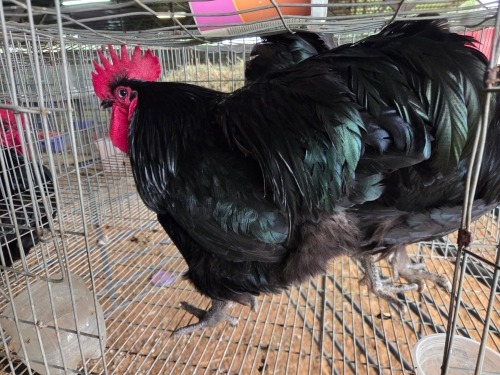 2 X BLACK AUSTRALORP ROOSTER A. SWANEPOEL (Pay per animal to take the lot)