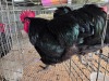 2 X BLACK AUSTRALORP ROOSTER A. SWANEPOEL (Pay per animal to take the lot)