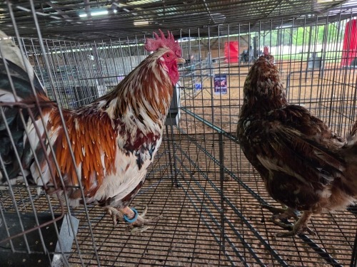 2 X BOSVELDER ROOSTER & HEN TIEGERPOORT BOERDERY (Pay per animal to take the lot)