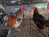 2 X BOSVELDER ROOSTER & HEN TIEGERPOORT BOERDERY (Pay per animal to take the lot)