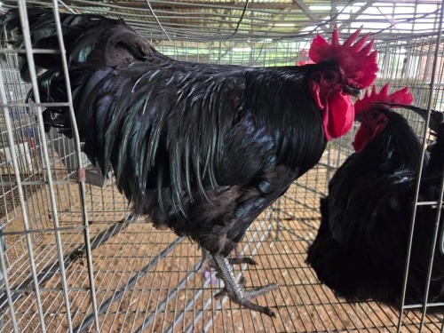 2 X BLACK AUSTRALORP ROOSTER A. SWANEPOEL (Pay per animal to take the lot)