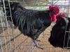 2 X BLACK AUSTRALORP ROOSTER A. SWANEPOEL (Pay per animal to take the lot)
