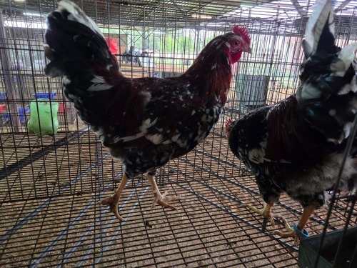 2 X BOSVELDER ROOSTER TIEGERPOORT BOERDERY (Pay per animal to take the lot)