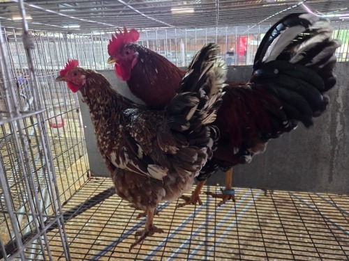 2 X BOSVELDER ROOSTER & HEN TIEGERPOORT BOERDERY (Pay per animal to take the lot)