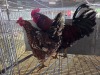 2 X BOSVELDER ROOSTER & HEN TIEGERPOORT BOERDERY (Pay per animal to take the lot)