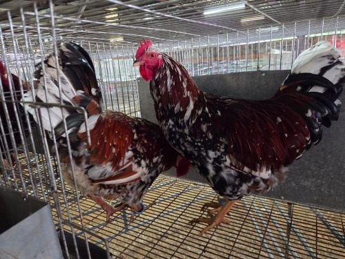 2 X BOSVELDER ROOSTER TIEGERPOORT BOERDERY (Pay per animal to take the lot)