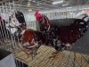 2 X BOSVELDER ROOSTER TIEGERPOORT BOERDERY (Pay per animal to take the lot)