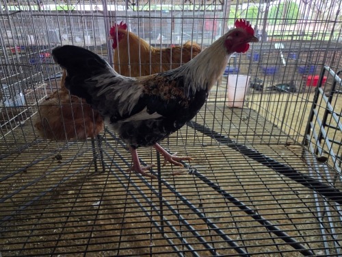 1 X KAPOKKIE ROOSTER P. VAN HEERDEN