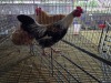 1 X KAPOKKIE ROOSTER P. VAN HEERDEN