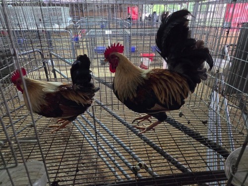 2 X KAPOKKIE ROOSTER P. VAN HEERDEN (Pay per animal to take the lot)