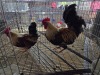 2 X KAPOKKIE ROOSTER P. VAN HEERDEN (Pay per animal to take the lot)