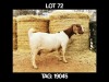 1 X BOERBOK OOI/EWE MYL 50 BOER GOAT & KALAHARI RED STUD - STOET/STUD - 2