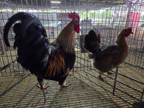 2 X KAPOKKIE ROOSTER & HEN P. VAN HEERDEN (Pay per animal to take the lot)