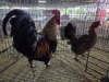 2 X KAPOKKIE ROOSTER & HEN P. VAN HEERDEN (Pay per animal to take the lot)