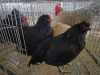 3 X EASTER EGGERS ROOSTER & HEN A. VAN DER MERWE (Pay per animal to take the lot)