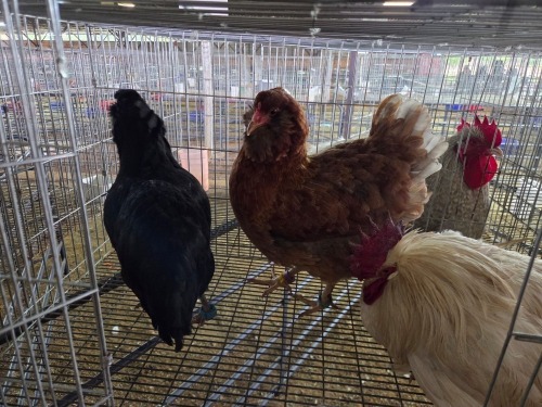 3 X EASTER EGGERS HEN A. VAN DER MERWE (Pay per animal to take the lot)