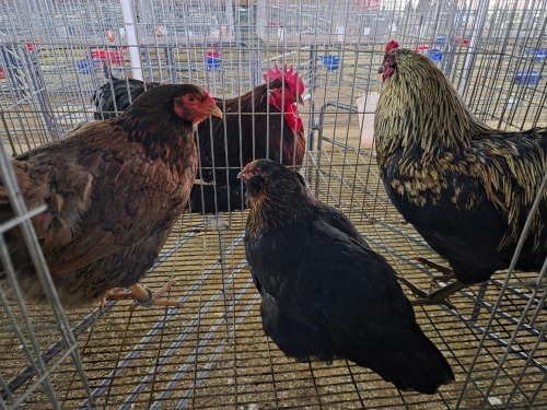 3 X EASTER EGGERS ROOSTER & HEN A. VAN DER MERWE (Pay per animal to take the lot)