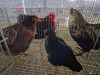 3 X EASTER EGGERS ROOSTER & HEN A. VAN DER MERWE (Pay per animal to take the lot)