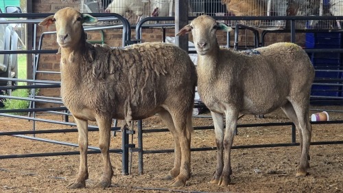 2 X MEATMASTER EWE THABA AMARI FARMING (Pay per animal to take the lot)