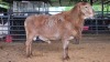 1 X MEATMASTER RAM THABA AMARI FARMING