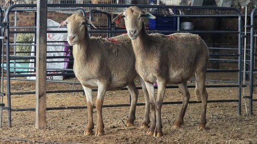 2 X MEATMASTER EWE THABA AMARI FARMING (Pay per animal to take the lot)