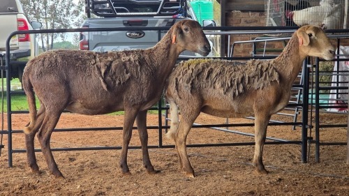 2 X MEATMASTER EWE THABA AMARI FARMING (Pay per animal to take the lot)