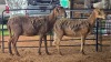 2 X MEATMASTER EWE THABA AMARI FARMING (Pay per animal to take the lot)