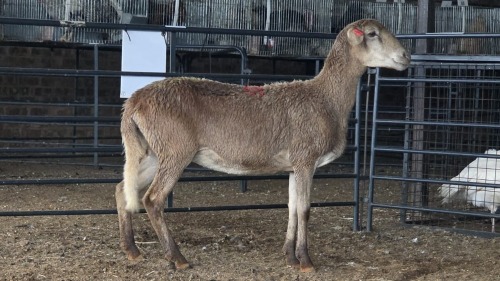 1 X MEATMASTER EWE THABA AMARI FARMING