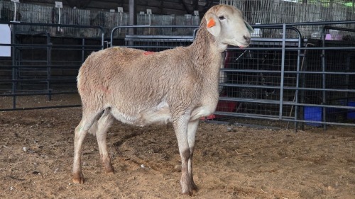 1 X MEATMASTER EWE THABA AMARI FARMING