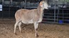 1 X MEATMASTER EWE THABA AMARI FARMING
