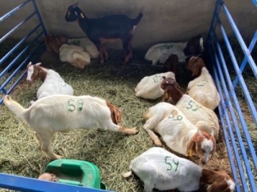 LOT 59&nbsp; 11X RAM BOERBOK Rhenosterhoek, Kobus van der Walt - 082926 0929 (Per stuk om lot te neem/Per Piece to take the lot)