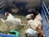 LOT 59&nbsp; 11X RAM BOERBOK Rhenosterhoek, Kobus van der Walt - 082926 0929 (Per stuk om lot te neem/Per Piece to take the lot)