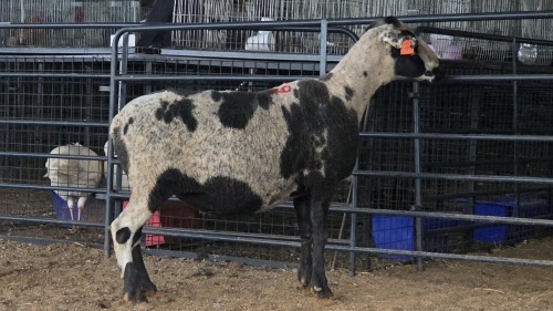1 X ILE DE FRANCE CROSS EWE THE FARM BARN