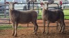 2 X ILE DE FRANCE EWE THE FARM BARN (Pay per animal to take the lot)