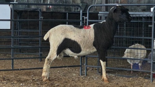 1 X ILE DE FRANCE CROSS RAM THE FARM BARN
