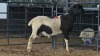 1 X ILE DE FRANCE CROSS RAM THE FARM BARN