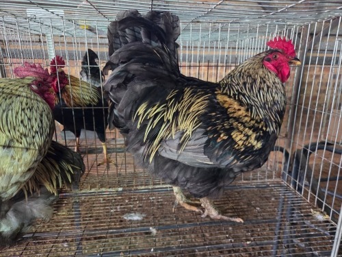 3 X FARM CHICKENS ROOSTER J. RICHTER (Pay per animal to take the lot)