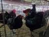 3 X EASTER EGGERS ROOSTER & HEN A. VAN DER MERWE (Pay per animal to take the lot)