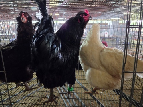 3 X EASTER EGGERS ROOSTER & HEN A. VAN DER MERWE (Pay per animal to take the lot)