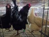 3 X EASTER EGGERS ROOSTER & HEN A. VAN DER MERWE (Pay per animal to take the lot)