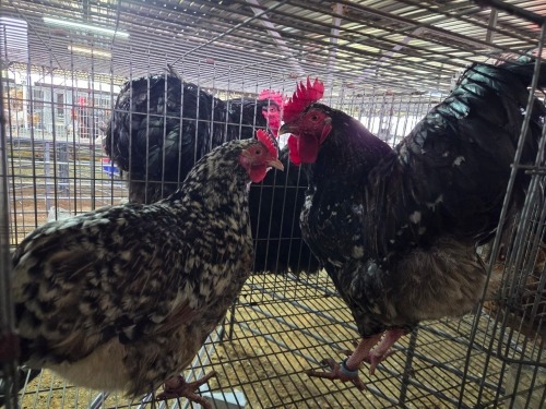 3 X BOSVELDER ROOSTER & HEN A. VAN DER MERWE (Pay per animal to take the lot)