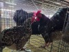 3 X BOSVELDER ROOSTER & HEN A. VAN DER MERWE (Pay per animal to take the lot)