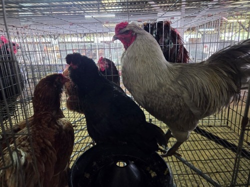 3 X EASTER EGGERS, AMERICANA ROOSTER & HEN A. VAN DER MERWE (Pay per animal to take the lot)
