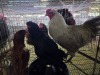 3 X EASTER EGGERS, AMERICANA ROOSTER & HEN A. VAN DER MERWE (Pay per animal to take the lot)