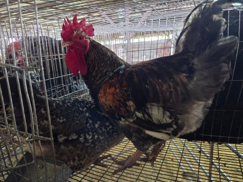 2 X BOSVELDER ROOSTER & HEN A. VAN DER MERWE (Pay per animal to take the lot)