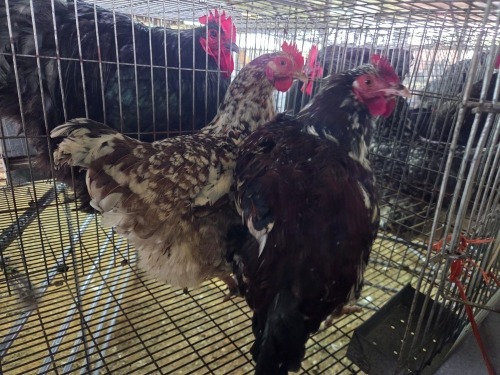 2 X BOSVELDER ROOSTER & HEN A. VAN DER MERWE (Pay per animal to take the lot)