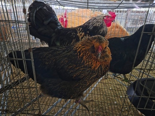 3 X EASTER EGGER ROOSTER & HEN A. VAN DER MERWE (Pay per animal to take the lot)