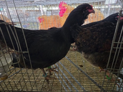 3 X EASTER EGGER HEN A. VAN DER MERWE (Pay per animal to take the lot)