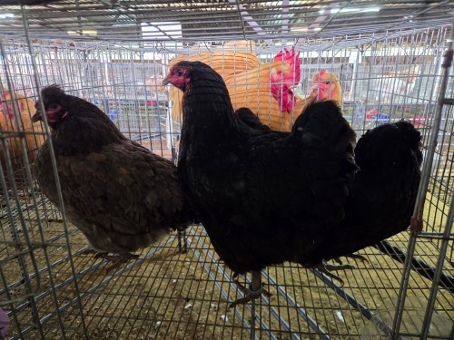 3 X EASTER EGGER HEN A. VAN DER MERWE (Pay per animal to take the lot)