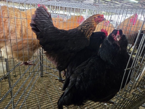 3 X EASTER EGGER HEN A. VAN DER MERWE (Pay per animal to take the lot)